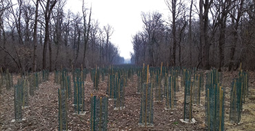 Modrone Forest, replanting (Image)